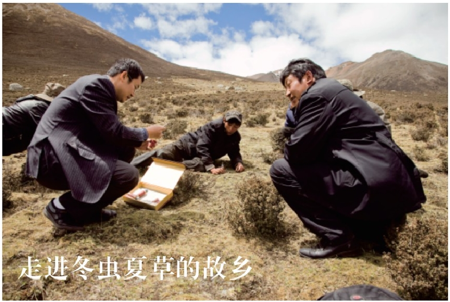 走进冬虫夏草的故乡 — 西藏那曲·青海玉树高原原料基地